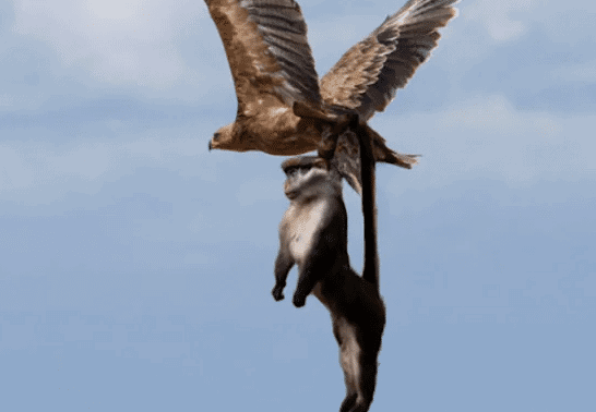 Watch: Eagle Snatches Monkey