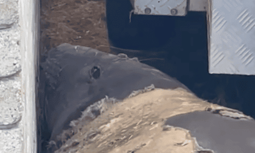 Niel the Seal Breaks into Tasmanian Locals’ Garage