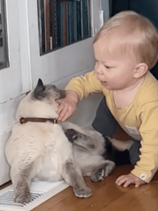 Watch What Happens When A Cat Bites A Baby’s Hand