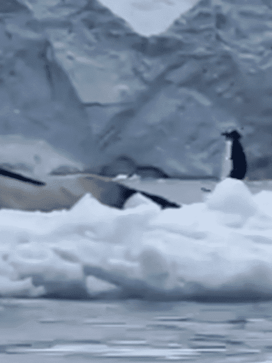 Watch This Penguin Do Some Quick Thinking