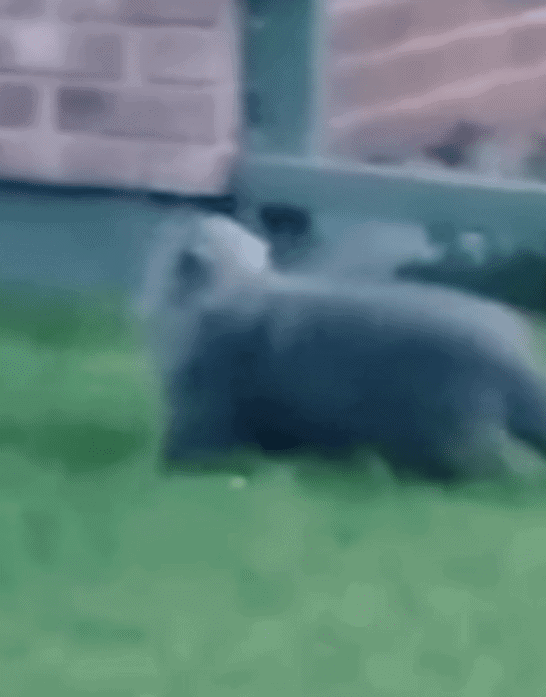 This Cat Thinks It is a Royal