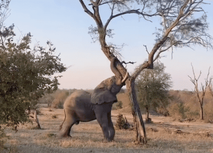 Real-life Bulldozers: Elephant Pushes Over A Tree