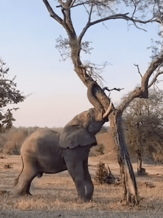 Real-life BullDozer’s: Elephant Pushes Over A Tree