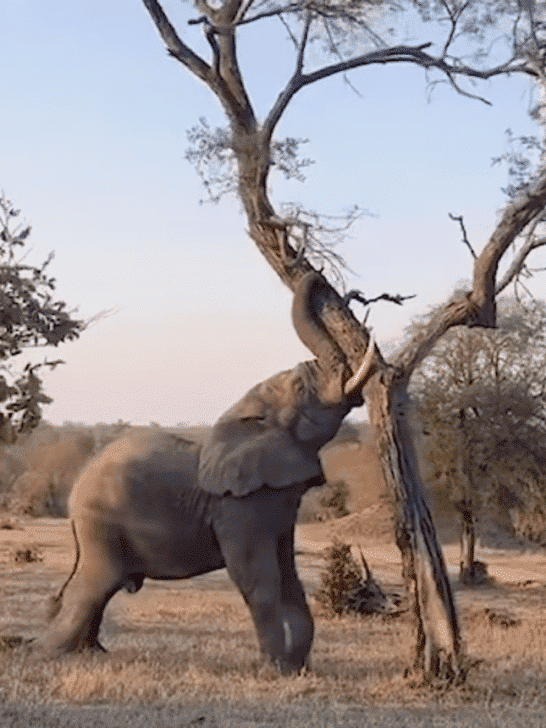 Real-life Bulldozers: Elephant Pushes Over A Tree