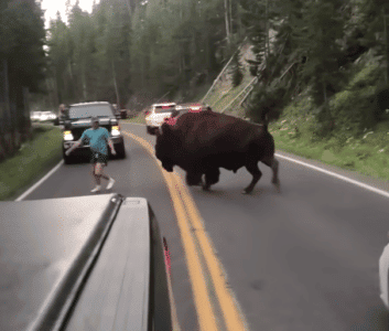 Watch the Reason Why You Should Never Approach A Bison in Yellowstone National Park (on Video)