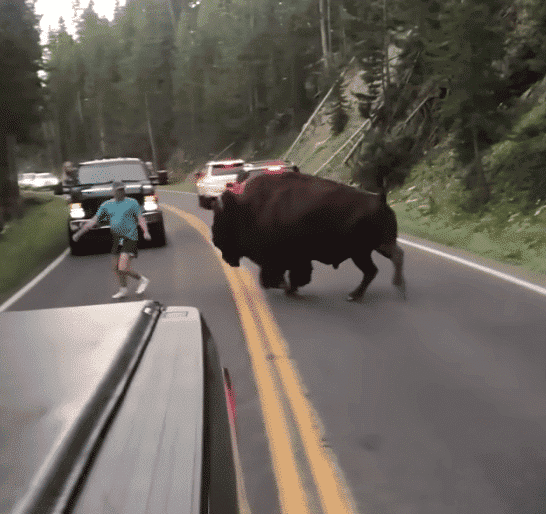 Watch: Never Approach A Bison in Yellowstone National Park