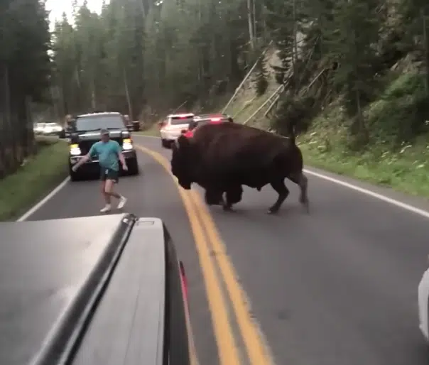 Watch: Why You Should Never Approach A Bison