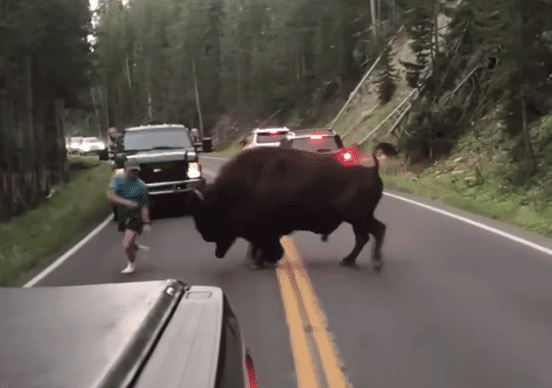 Watch: Why You Should Never Approach A Bison