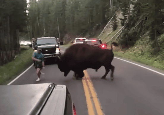 Never approach a Bison