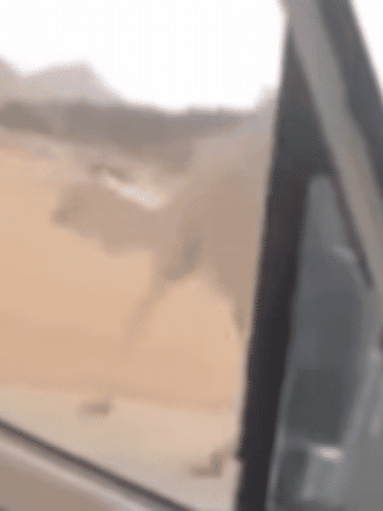 Man Picks Up Calf To Get A Camel To Move Off Of The Road