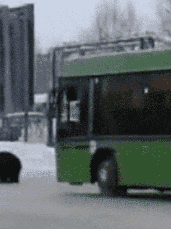 Watch: Bear Chases Man, Gets Hit By A Bus