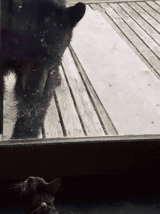 Cat Scares Off Bear Through The Window