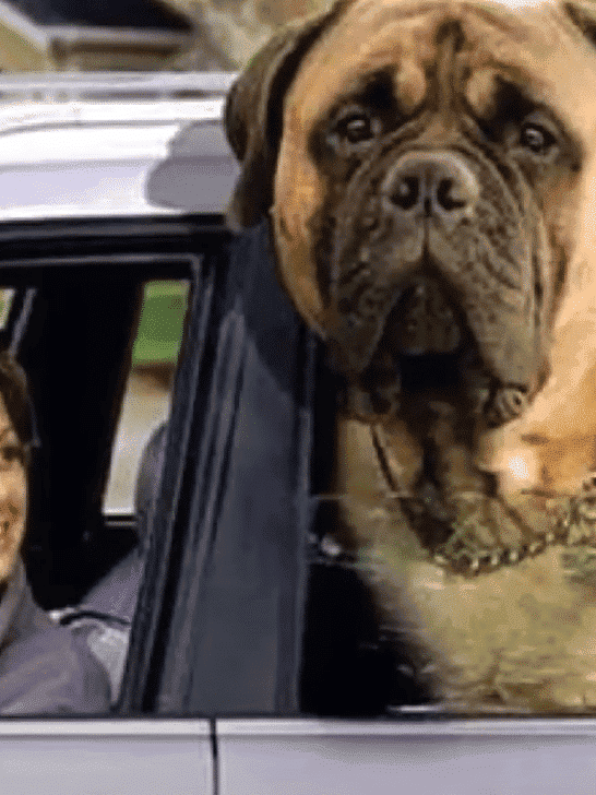 10 Most Popular Pets Living in New York City