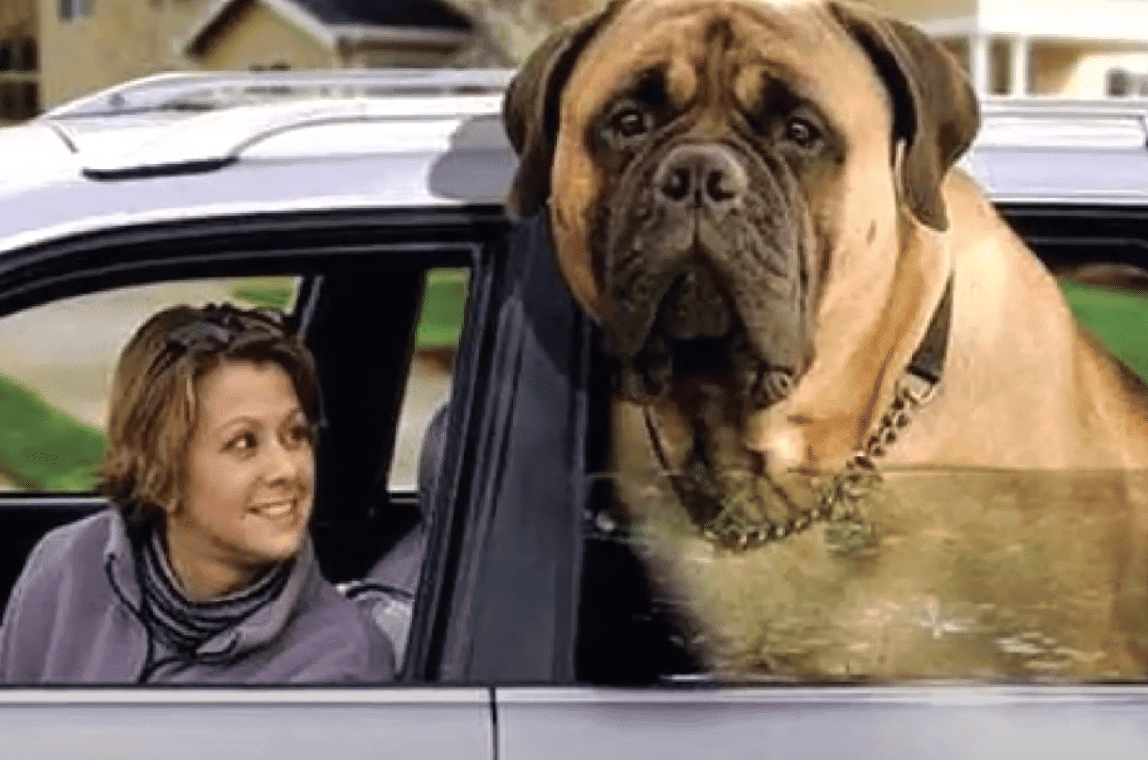 The Largest Dog (Old English Mastiff) Ever Recorded