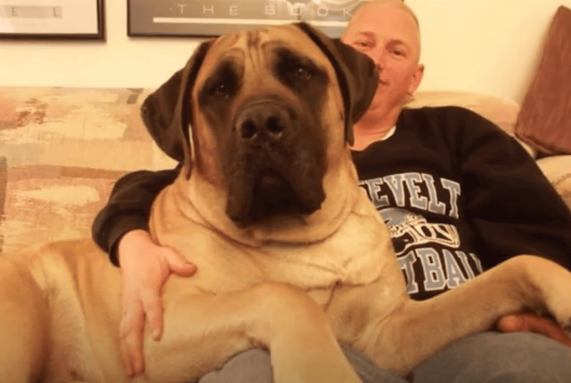 The Largest Dog (Old English Mastiff) Ever Recorded