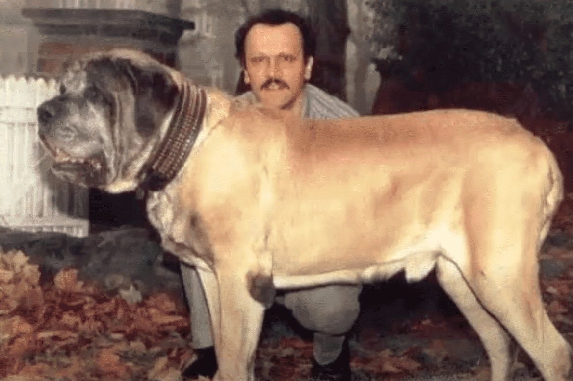 The Largest Dog (Old English Mastiff) Ever Recorded
