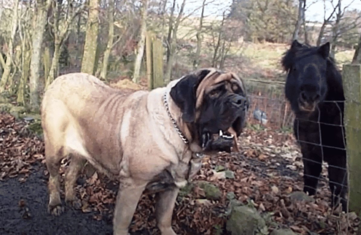 The Largest Dog (Old English Mastiff) Ever Recorded