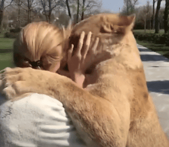 Lions Lovingly Reunite with Woman