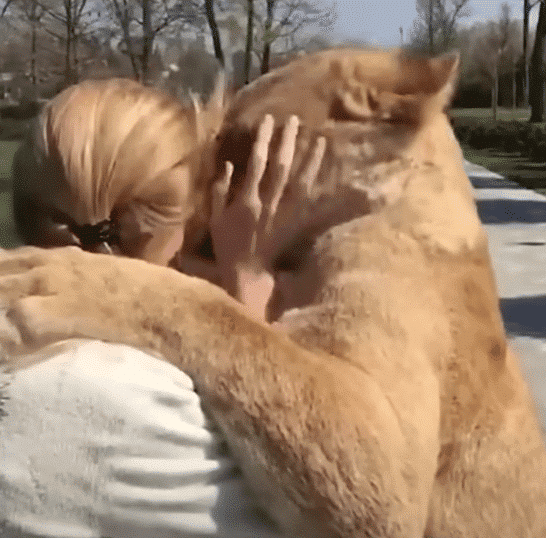 Lions Lovingly Reunite with Woman
