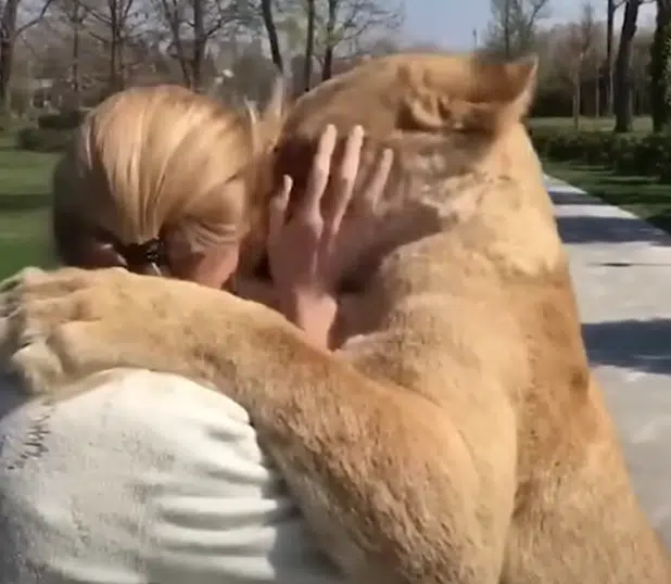 Loving Lions Reunite with Woman