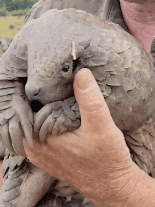 The Pangolin: The World’s Most Trafficked Animal