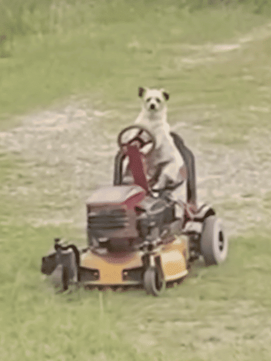 Dog Mows The Lawn On A Lawn Mower