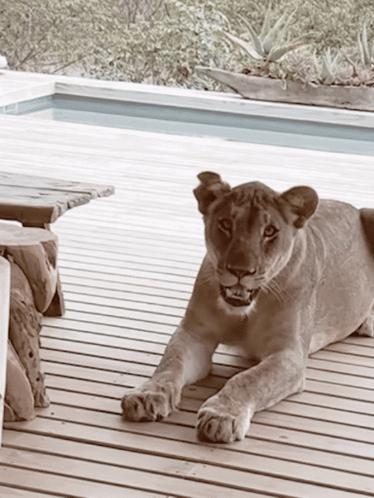 Lion Guardians: The Best Security System In The Bush