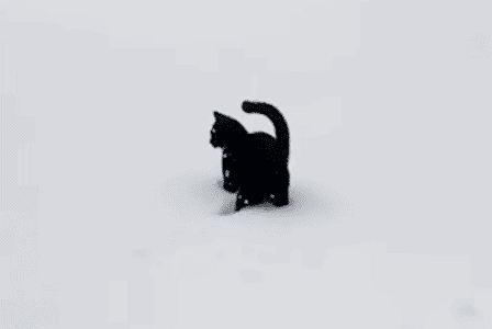 Cat Plays In Snow For the First Time