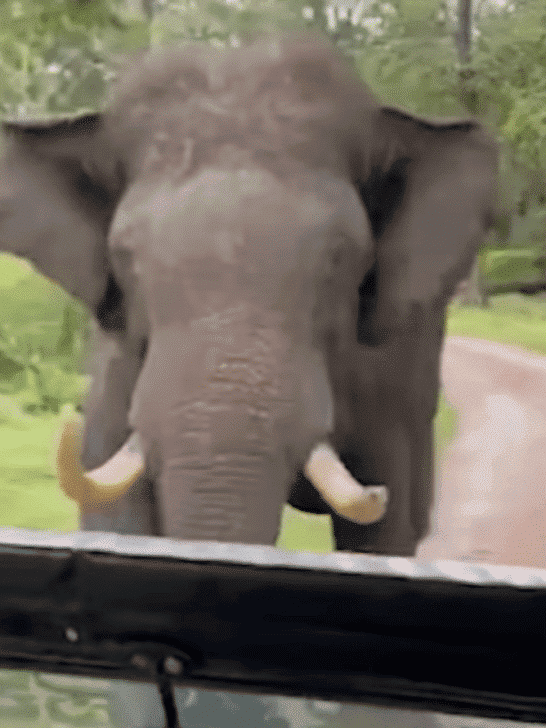 Elephant Charges at a Reversing Safari Vehicle