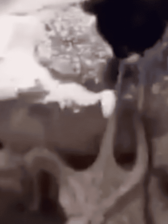 Cat Tries To Catch An Octopus