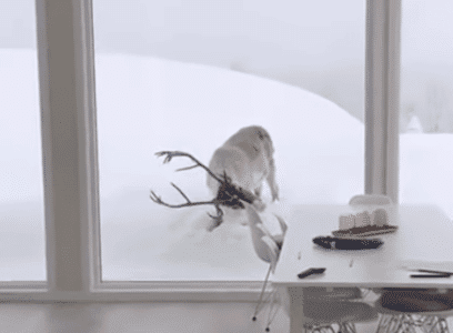 The Elk Alarm: Nature&rsquo;s Wake-Up Call in Norway