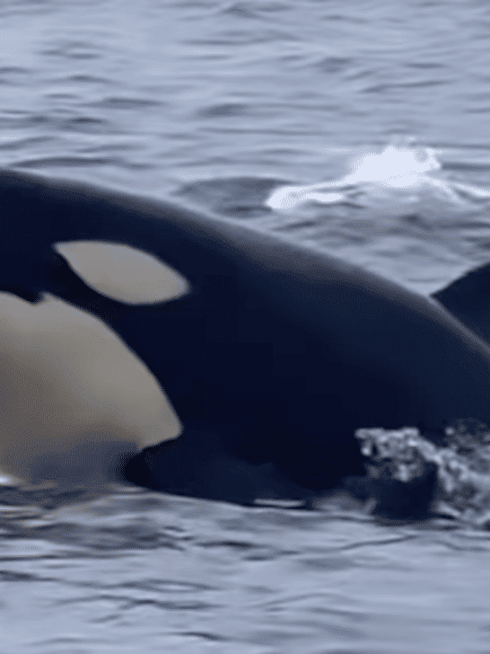 Watch: Baby Orca Breaches