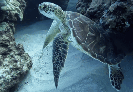 The Majestic Green Sea Turtle