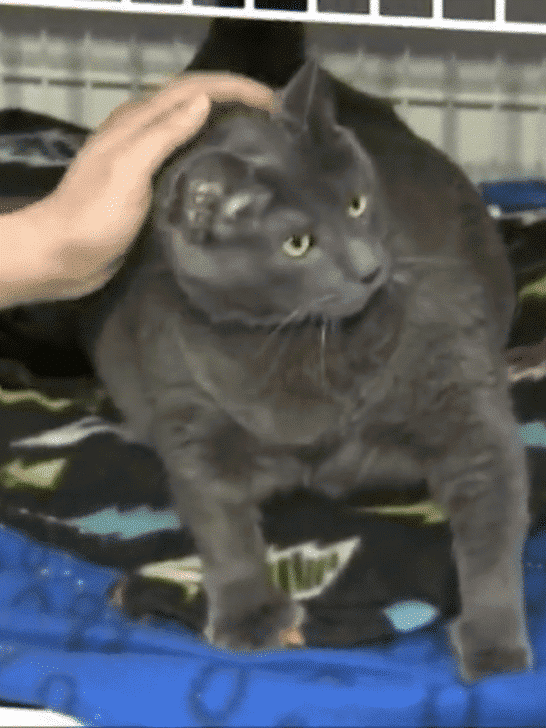 Largest Russian Blue Cat Ever Recorded