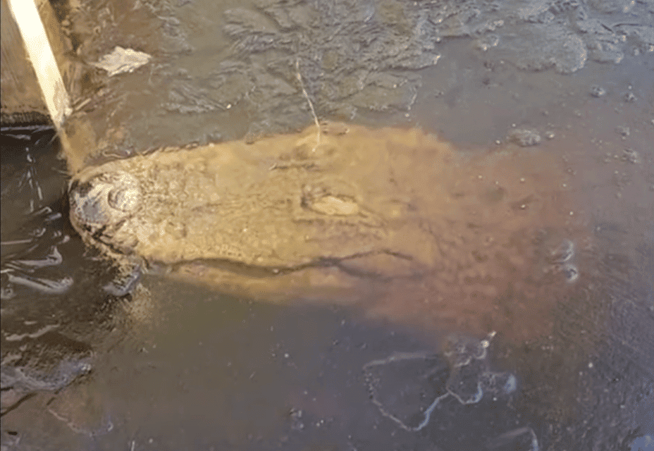 Frozen alligator in North Carolina