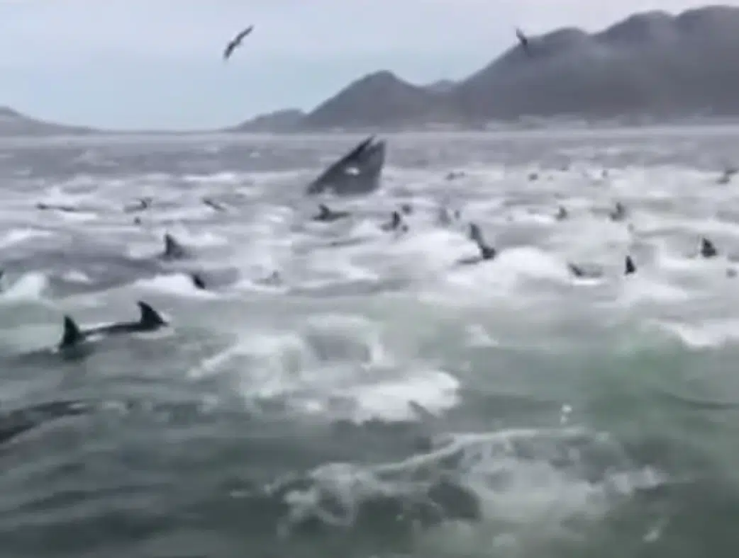 Dolphin pod protects whale giving birth