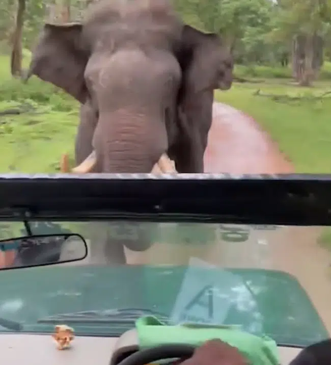 Watch Close Encounter: Elephant Chases Safari Truck