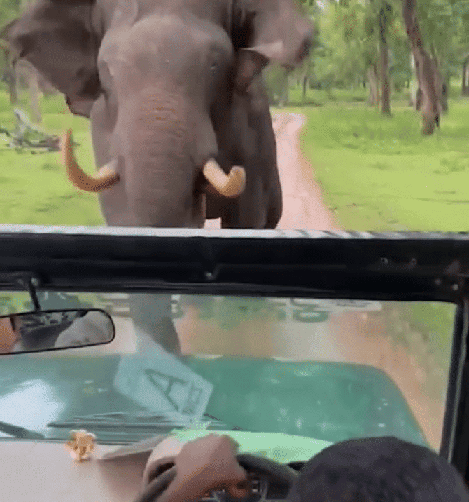 Watch Close Encounter: Elephant Chases Safari Truck