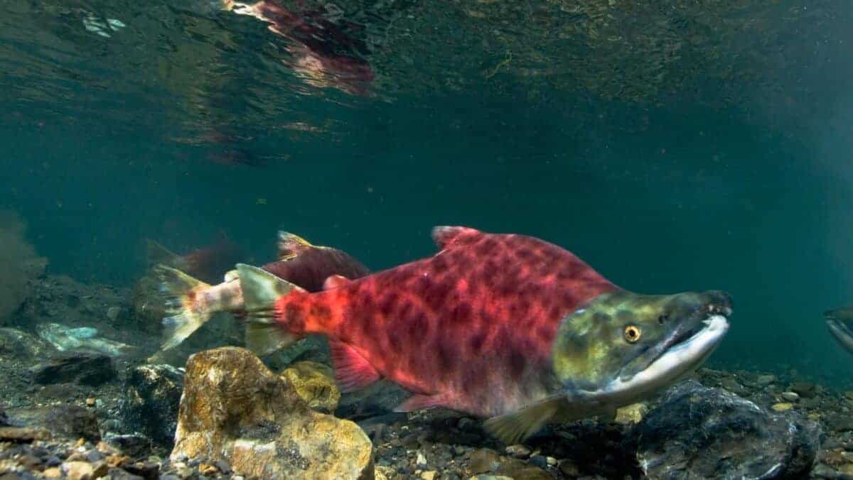 salmon