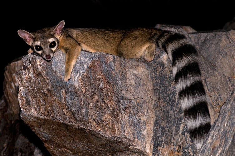 Ringtail