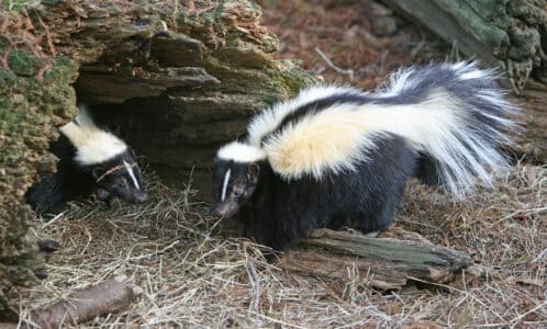 Why the Striped Skunk is the Smelliest Animal on Earth