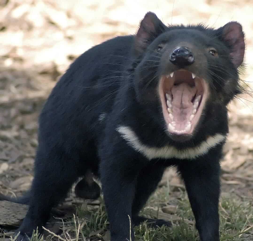 Tasmania devil