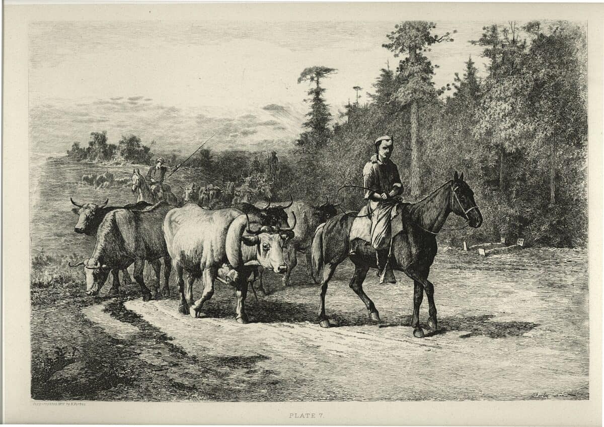 Title: "The Leader of the Herd." Drawing by: Edwin Forbes.