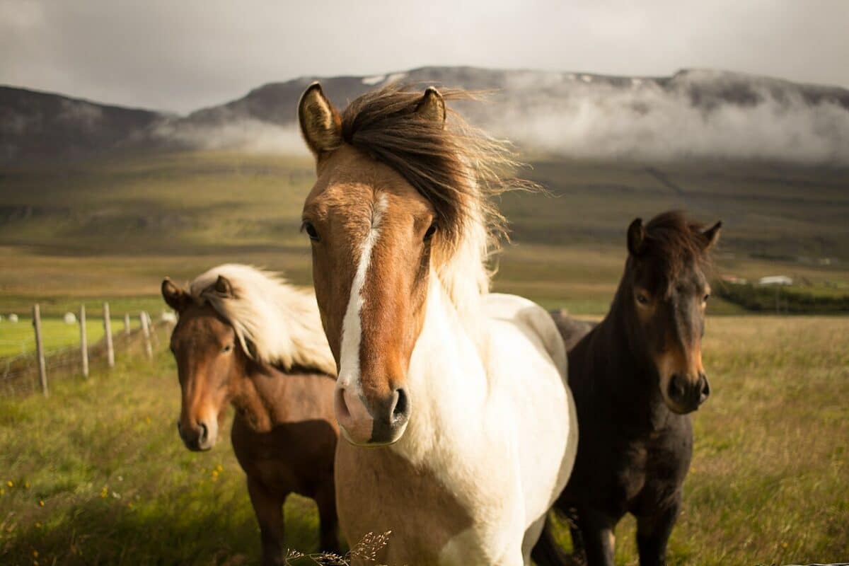 Icelandic horses