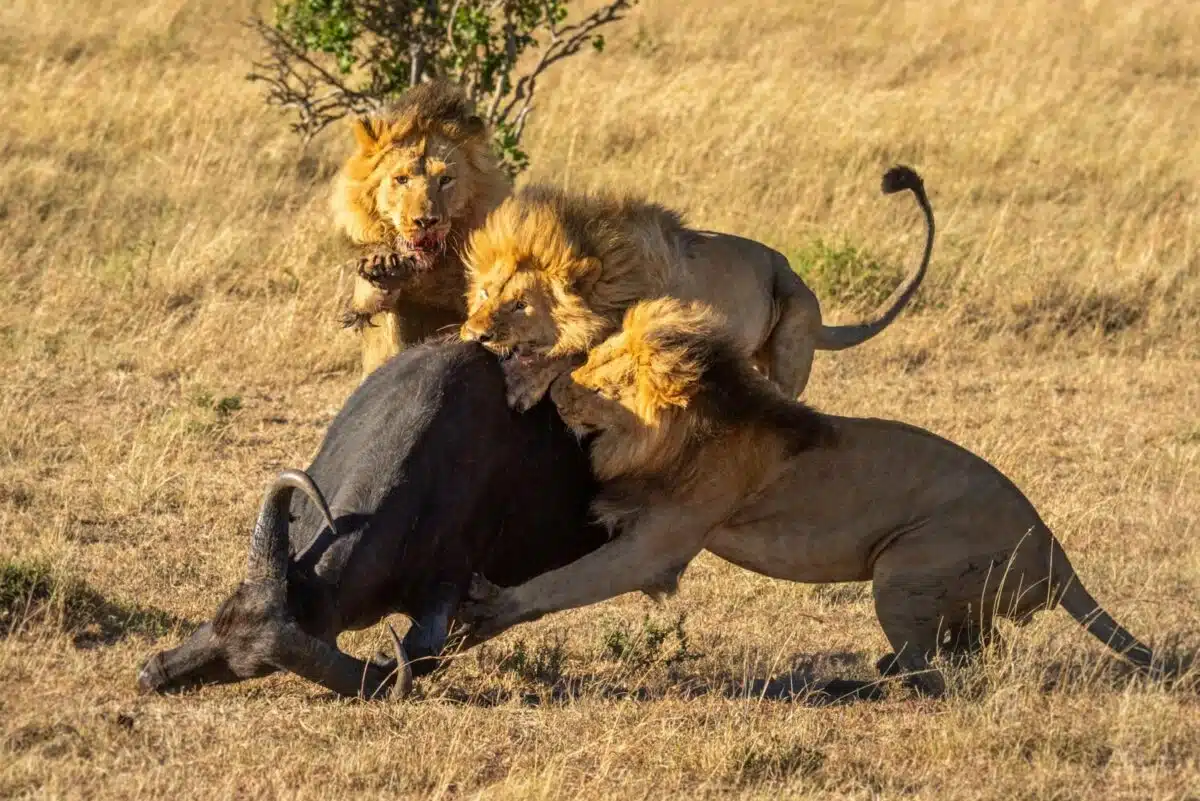 Black Rock Lion Taking Down Buffalo