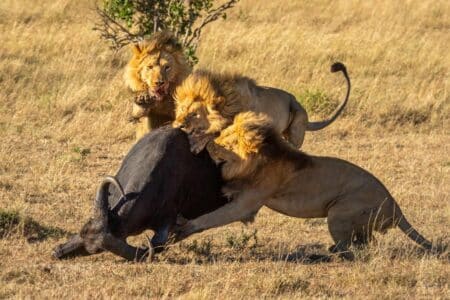 Expert Insight of Recent Video: Black Rock Lion Attacking Buffalo