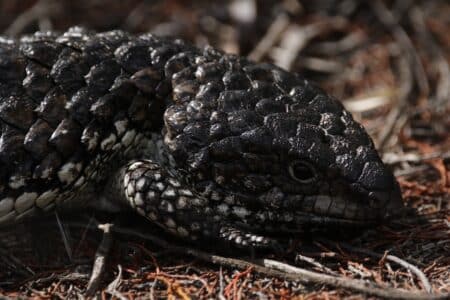 Meet The Shingleback Lizard