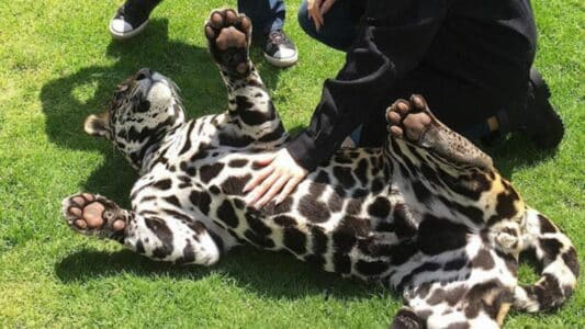 This Jaguar Loves Belly Rubs. Watch Full video for Cuteness Overload