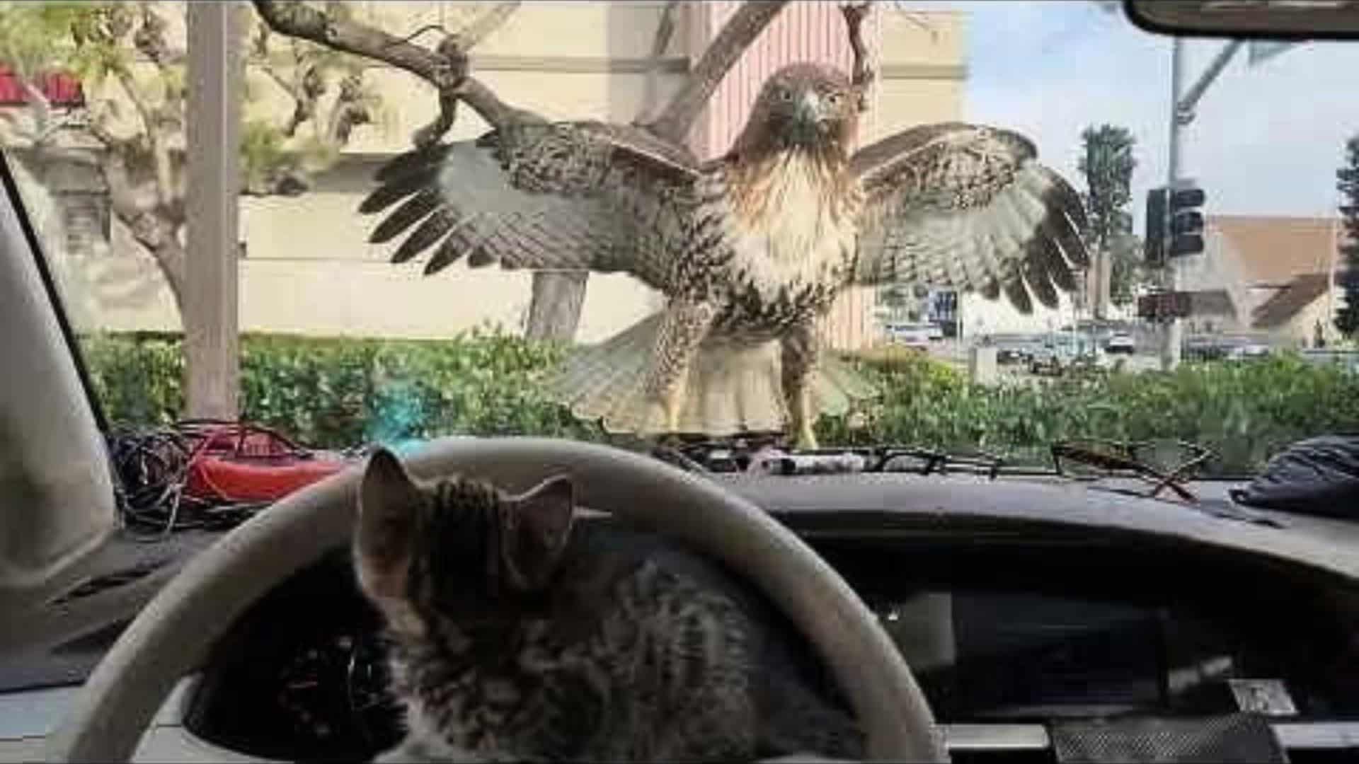Kitten Almost Eaten by Hawk