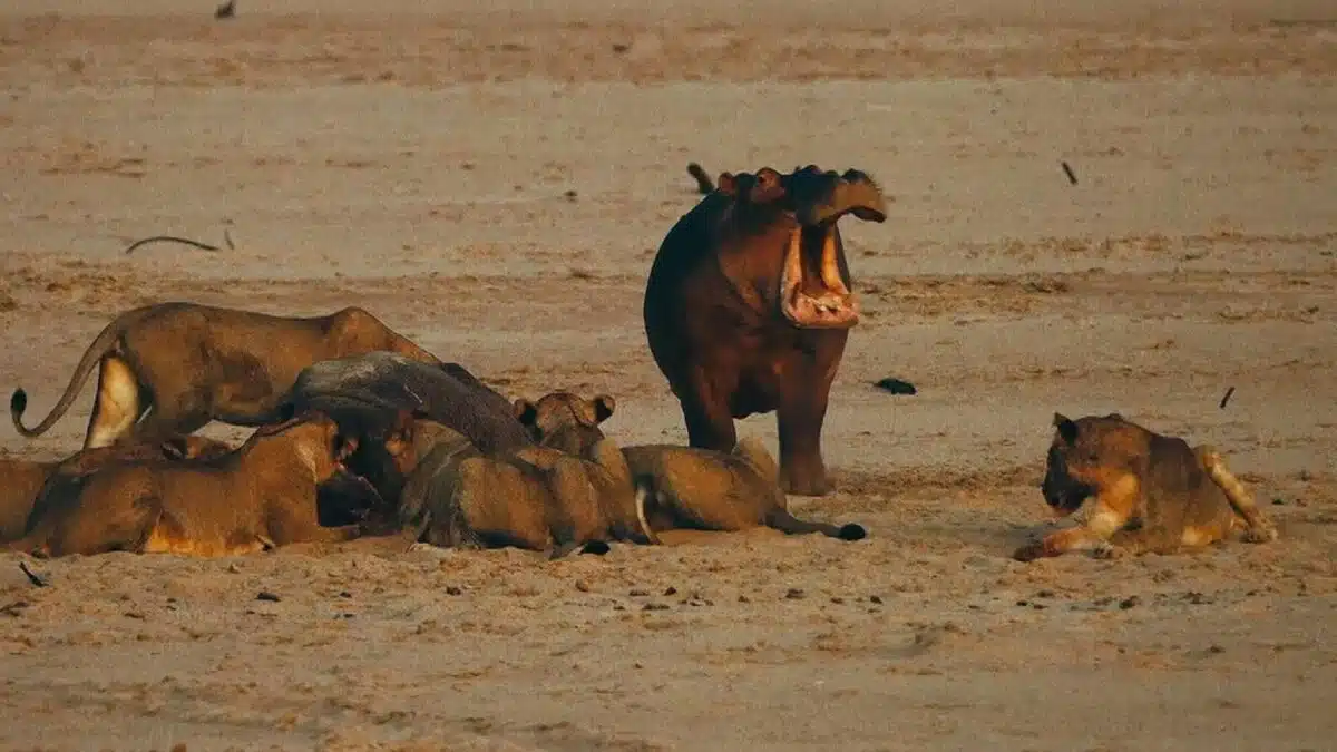 Baby Hippo Forced to Abandon his Dead Mother